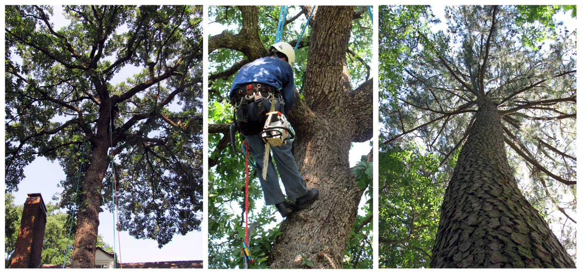 Arboreal Specialists Inc. 903-279-9934  The Tree Experts of East Texas