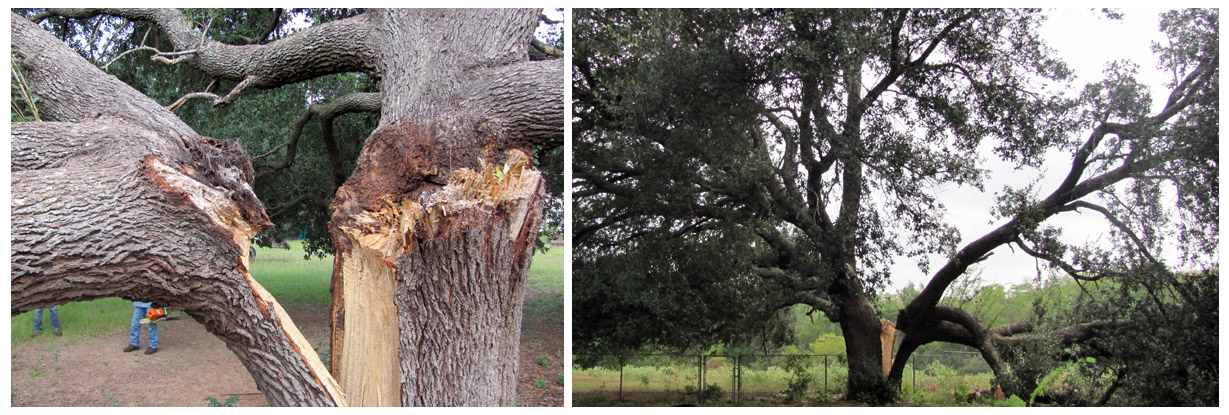 Arboreal Specialists Inc. 903-279-9934  The Tree Experts of East Texas